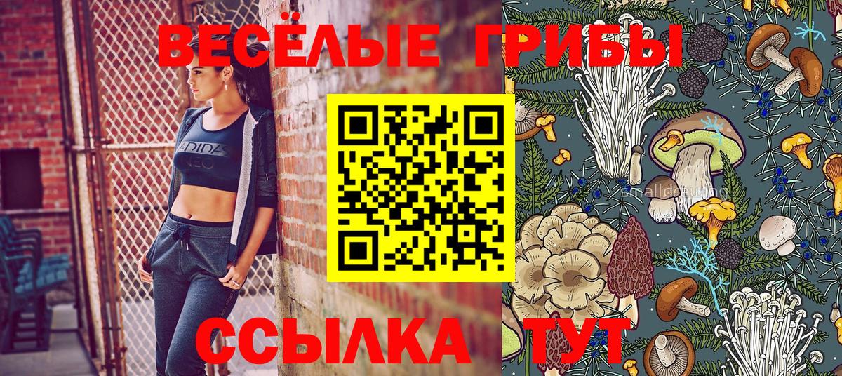 где купить наркотик  Вход с VPN  Кингисепп  Галлюциногенные грибы Psilocybe 